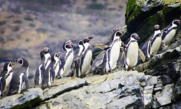 Penguins Island